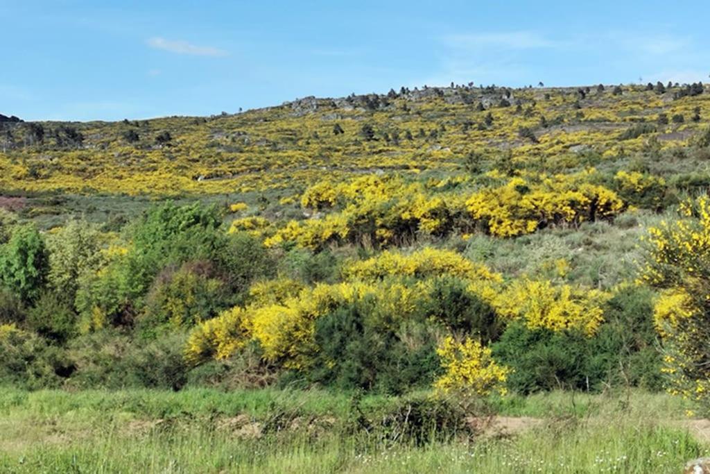 Вилла A Tintureira Sao Martinho de Antas Экстерьер фото