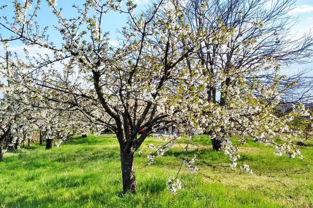 Вилла A Tintureira Sao Martinho de Antas Экстерьер фото